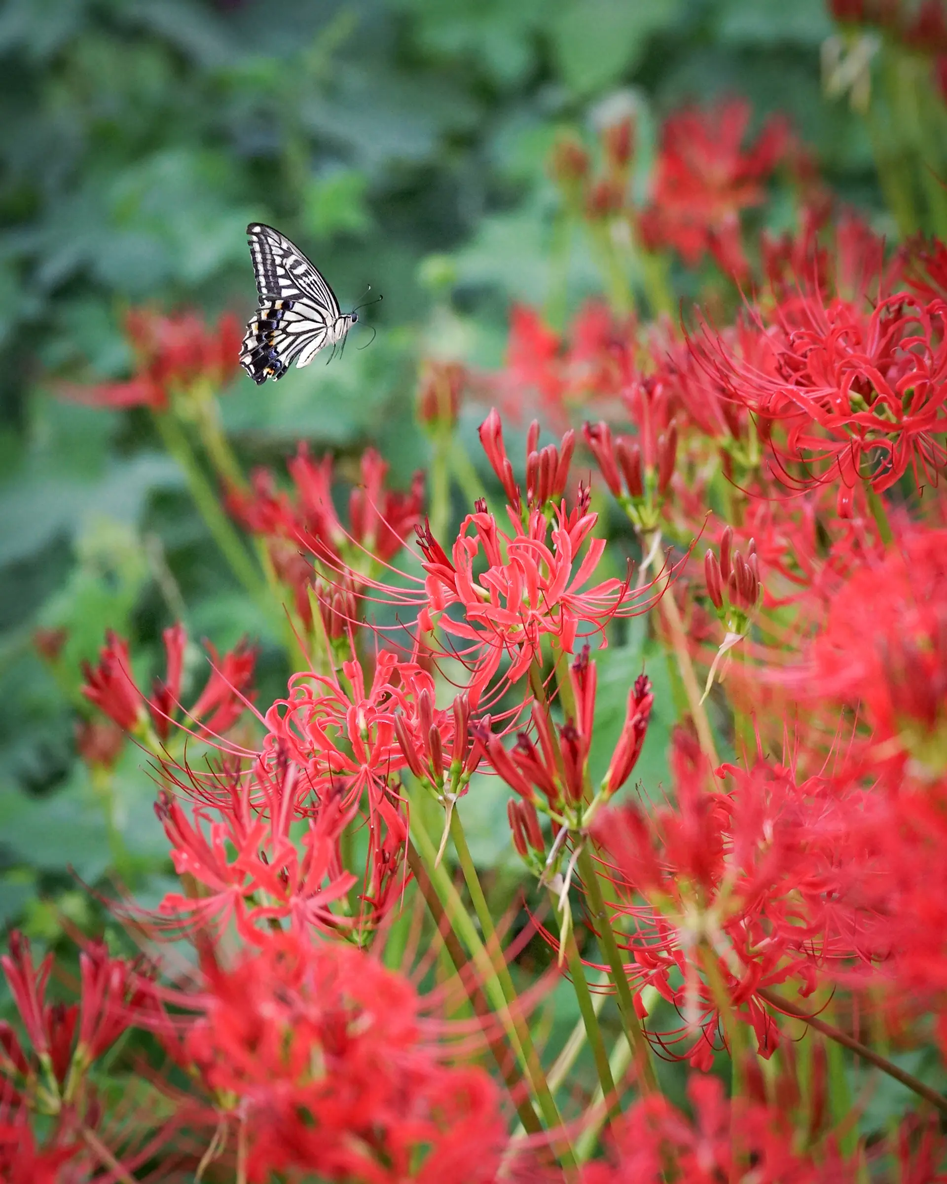 彼岸花と生き物たち