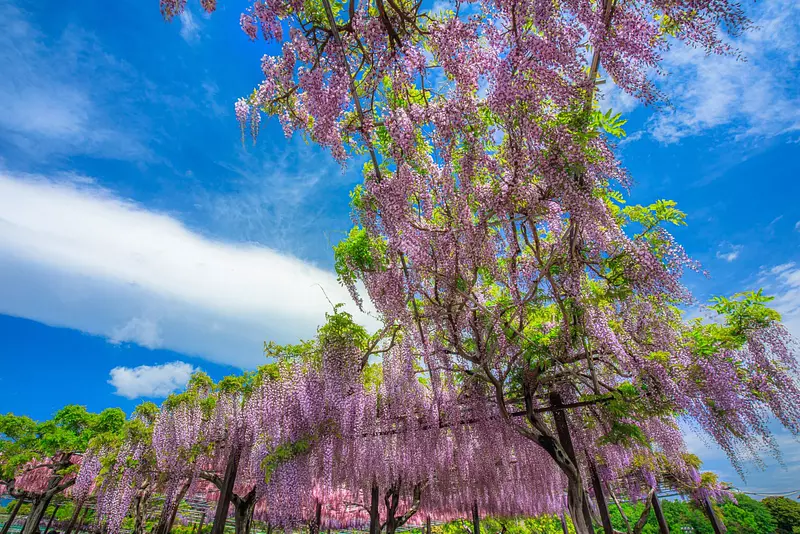 Famous wisteria spots in Mie Prefecture