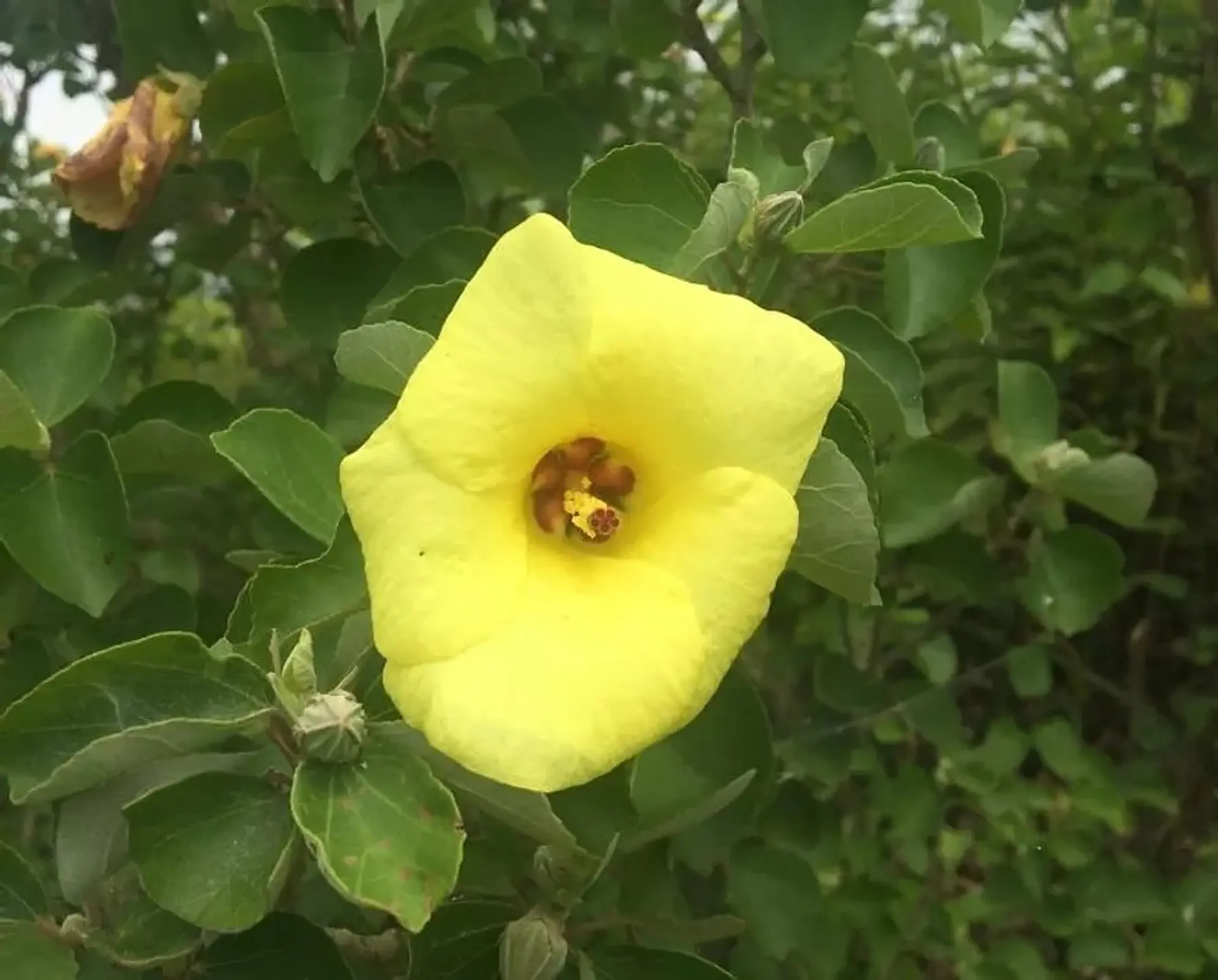 松名瀬海岸のハマボウ 
