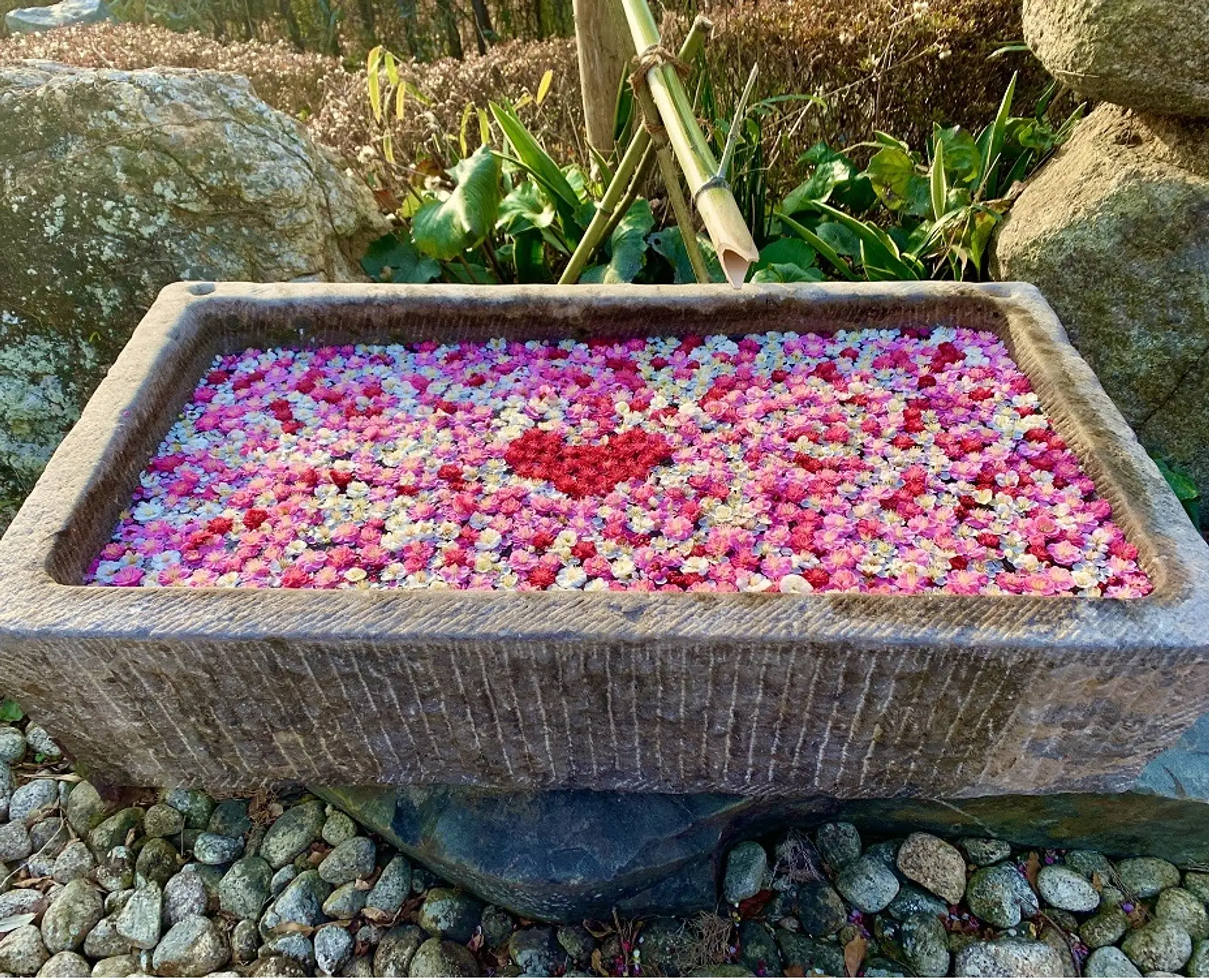 かざはやの里　梅まつり