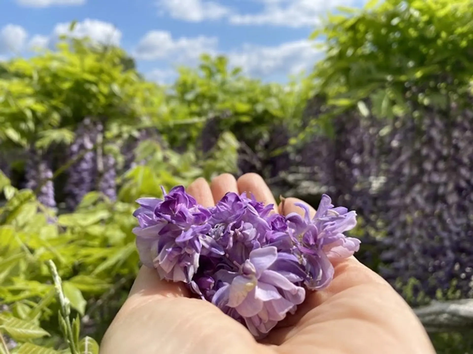 三重県の藤の名所特集