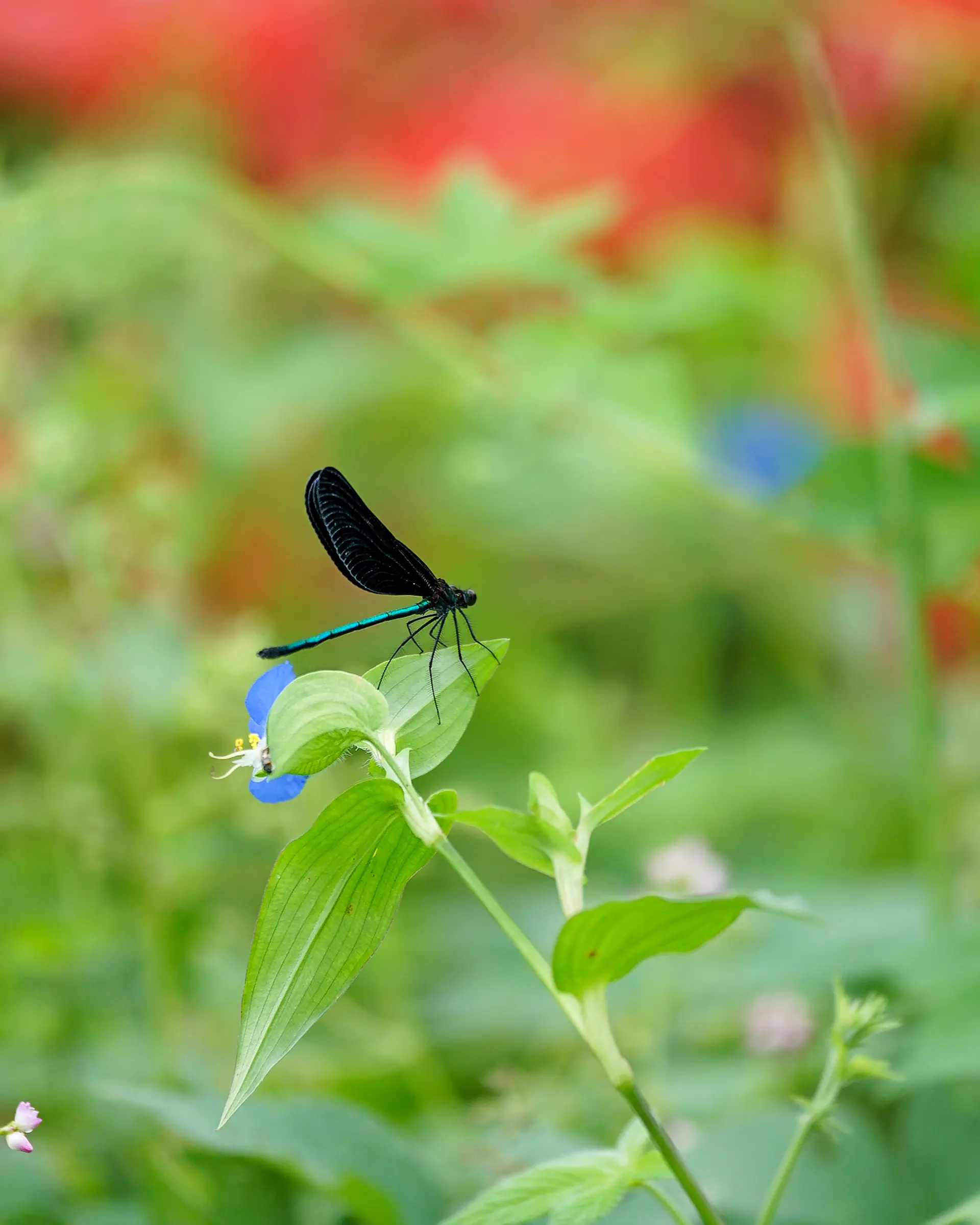 彼岸花と生き物
