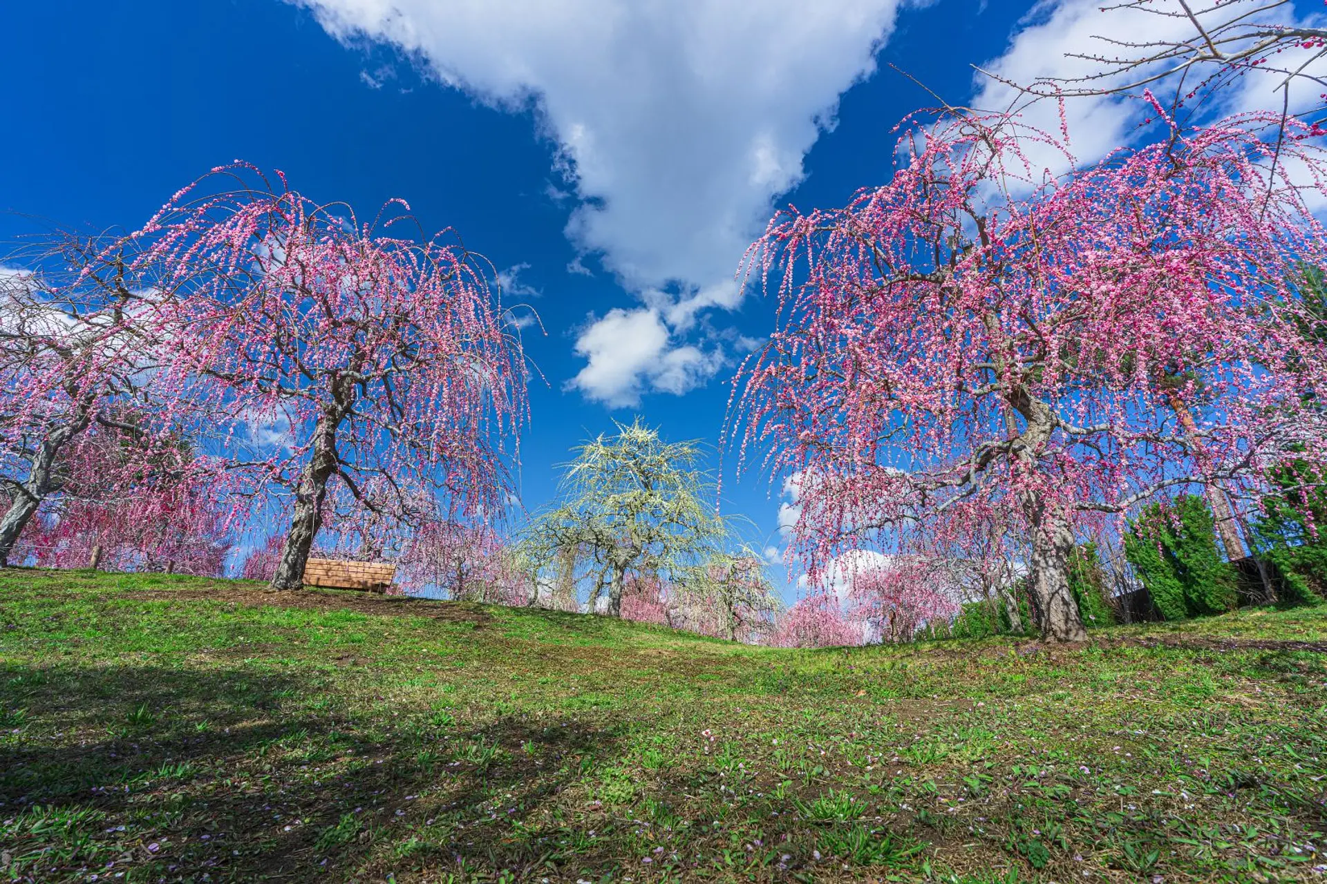 かざはやの里 梅まつり