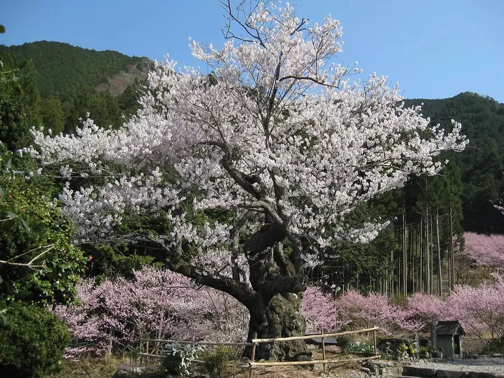 春谷寺 エドヒガン桜 