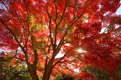亀山公園の紅葉