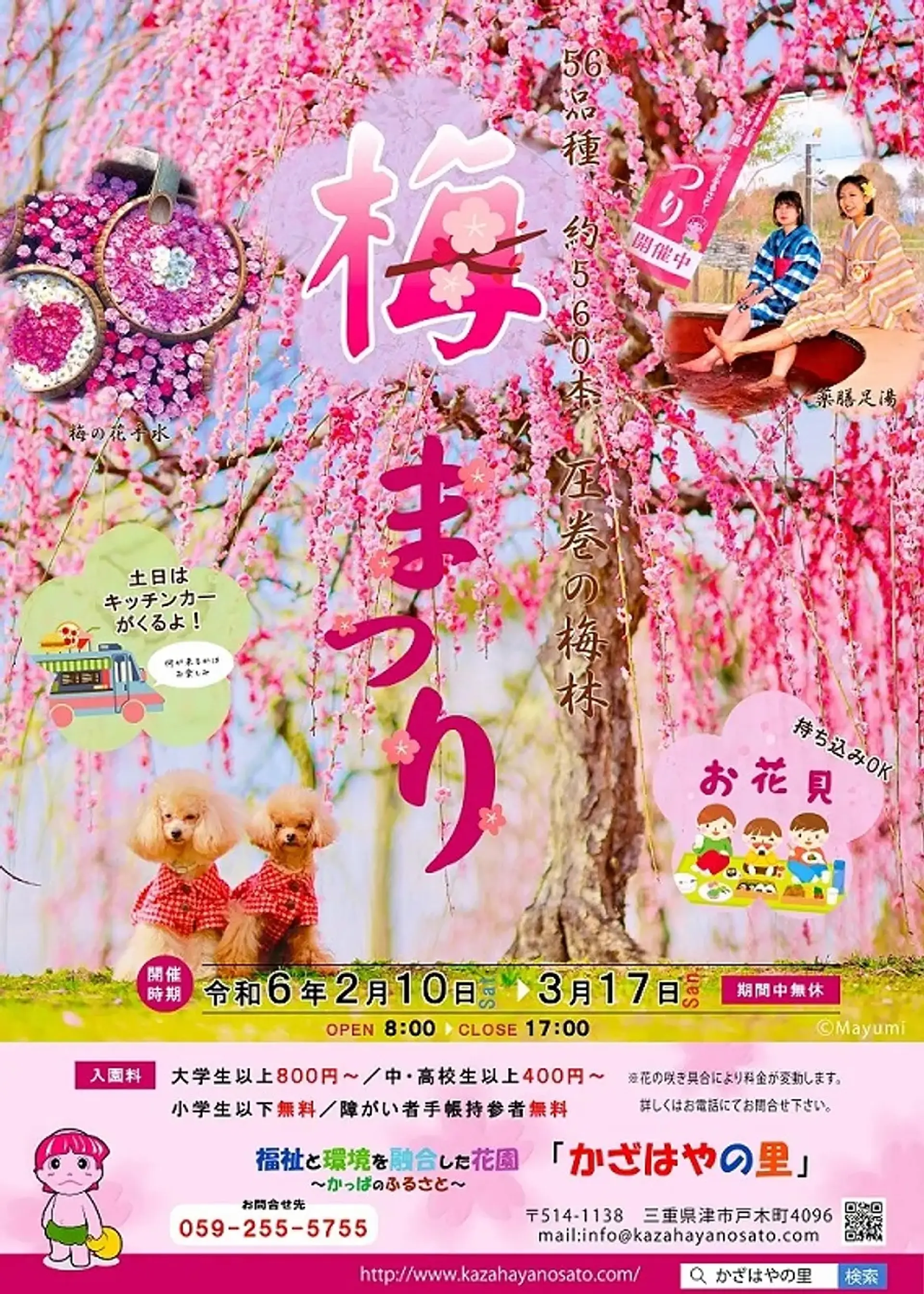 かざはやの里 梅まつり