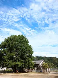 Gran árbol de ginkgo en Kawachi (jardín Wakakusa)