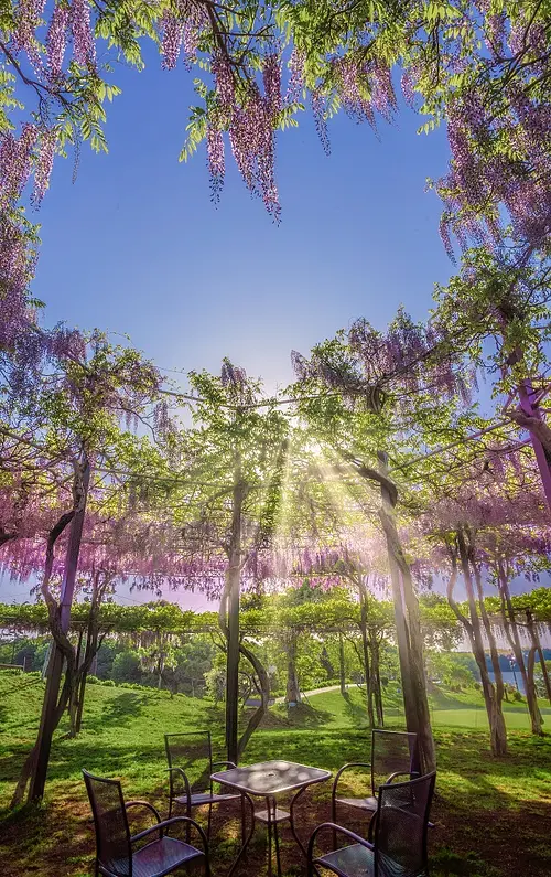 “The sky of 💛 of the wisteria trellis with 9 strokes and 3 tiers of circles”...The highlight point