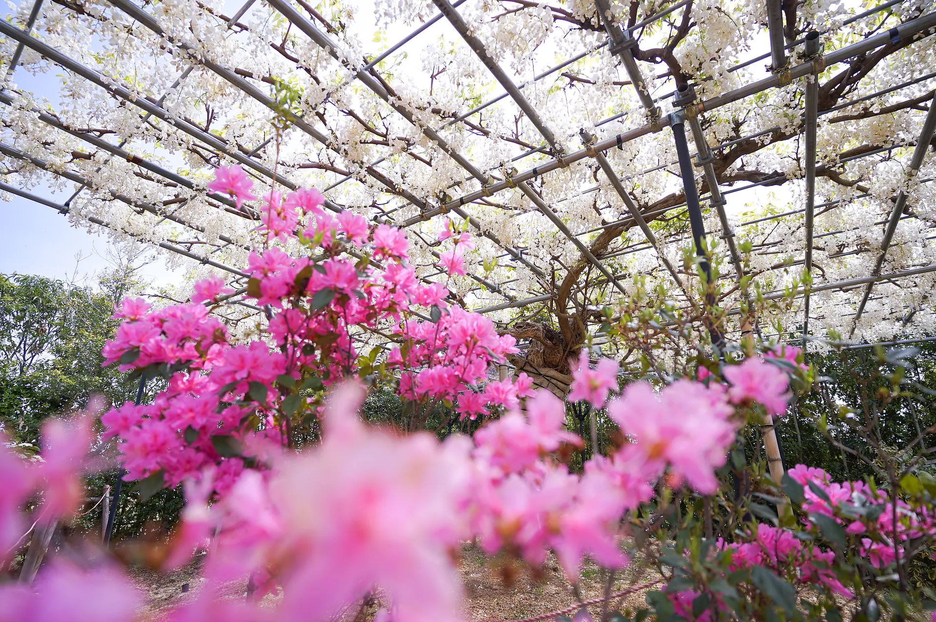 季節のお花とのコラボレーション