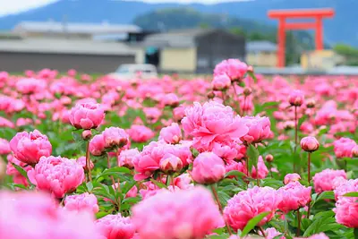長沢町のシャクヤク　三重フォトギャラリー　