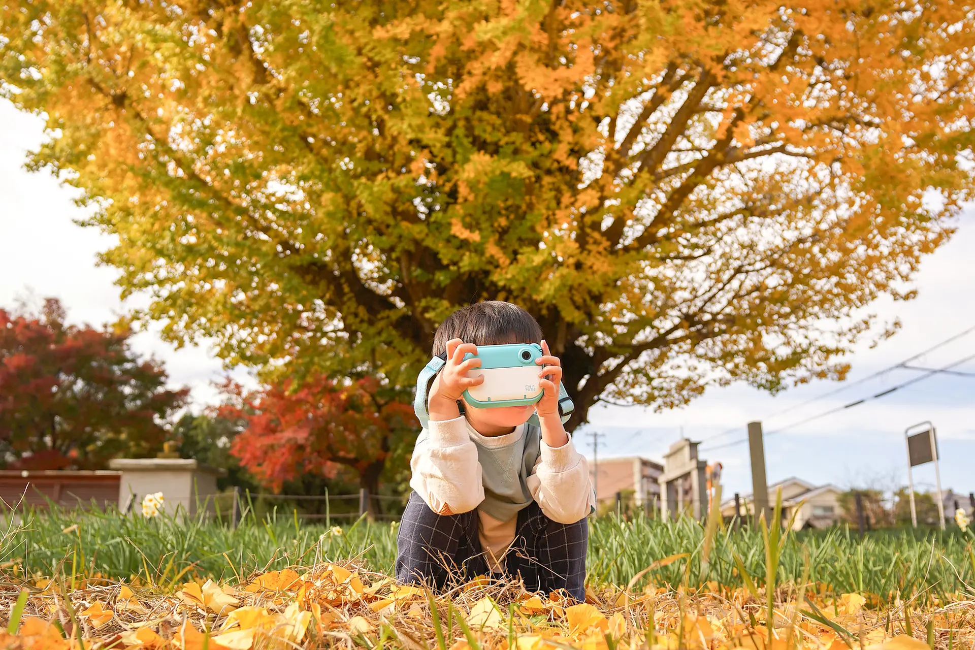 宗英寺のイチョウ
