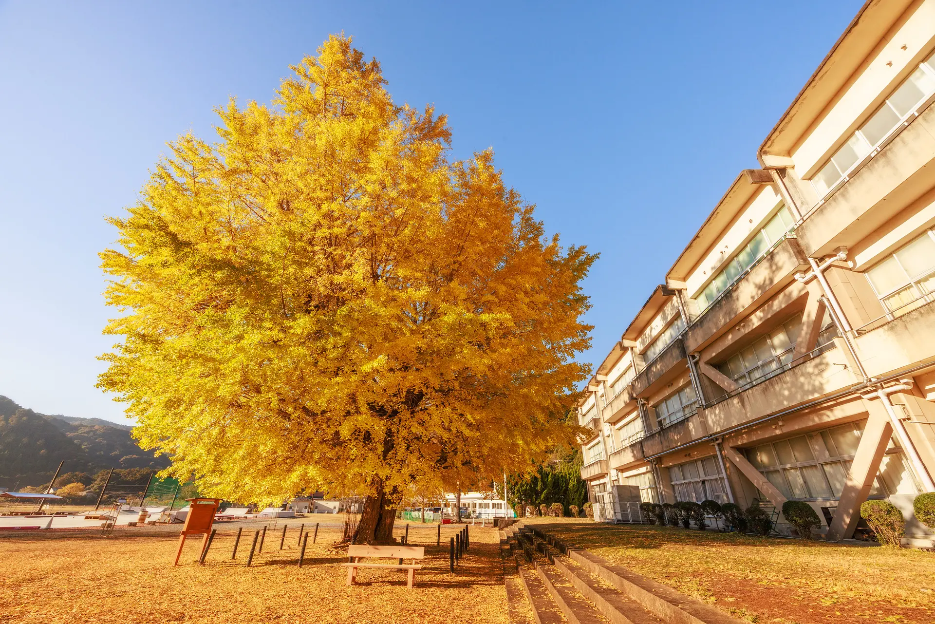 三重県の紅葉の名所　穂原小学校跡のイチョウ