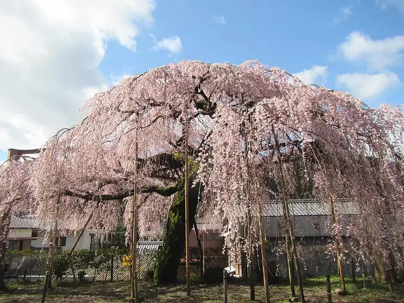 ciudad de Taiki con flores de cerezo llorones
