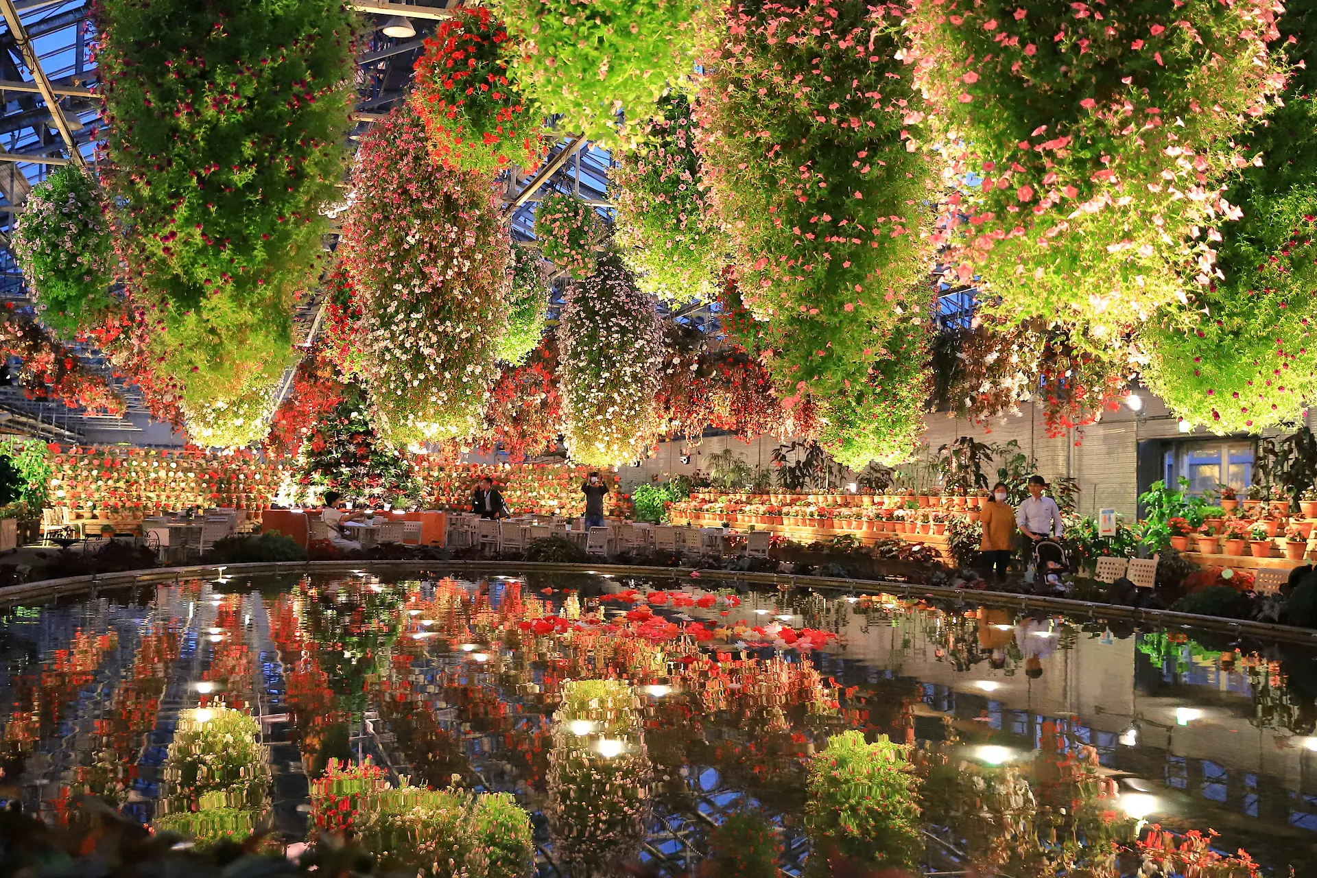 NEW ベゴニアナイトカーニバル