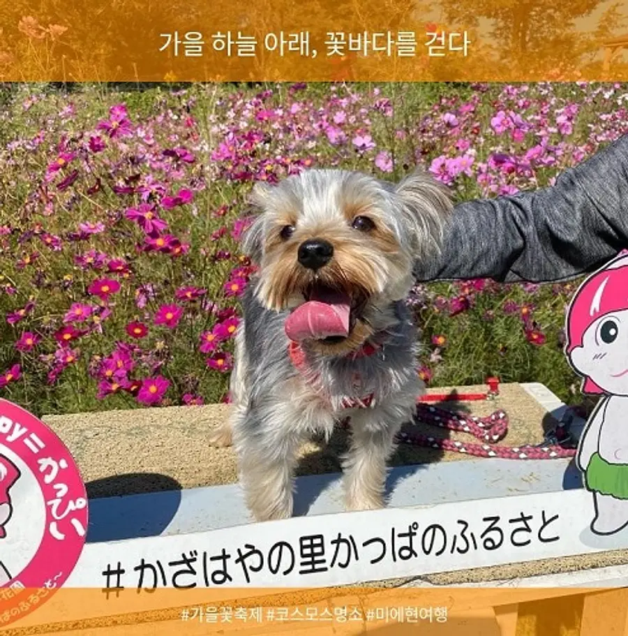 秋桜とワンちゃん台