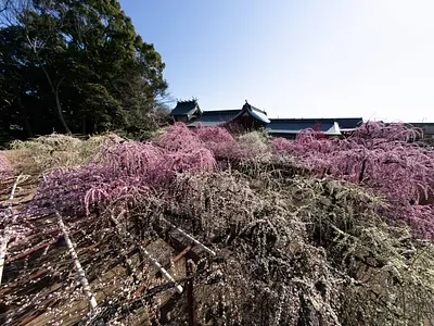 結城神社の枝垂れ梅（11）