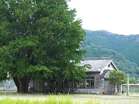 Gran árbol de ginkgo en Kawachi (jardín Wakakusa)
