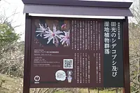 国指定天然記念物「田光のシデコブシ及び湿地植物群落」