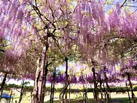 “One-of-a-kind design in the world: nine-shaku, three-tiered circle wisteria trellis, double black dragon wisteria”
