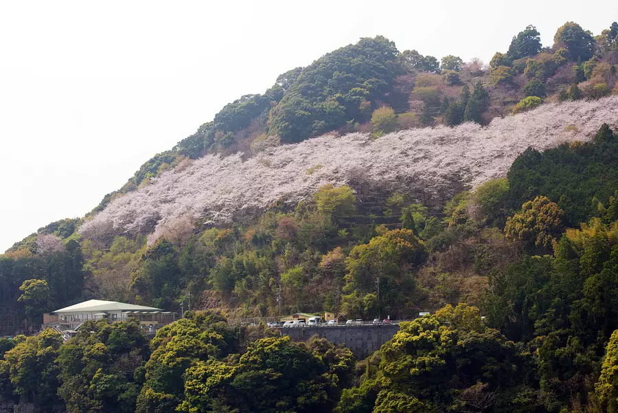 Camino de los cerezos en flor Onigajo (también se incluye información sobre la floración)