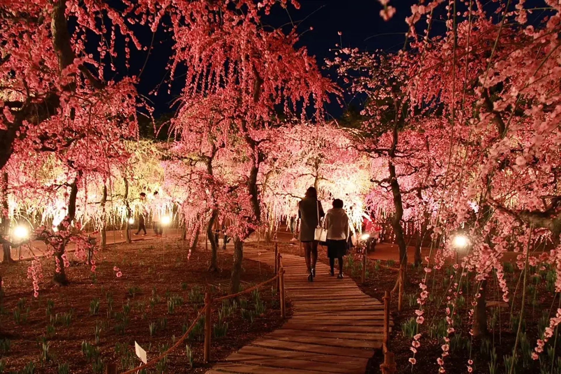 なばなの里 しだれ梅まつり