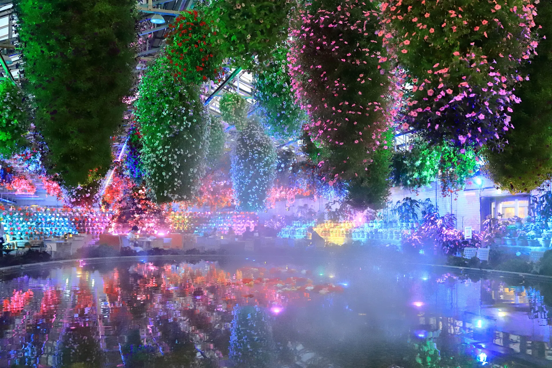 ベゴニアナイトカーニバル