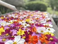 かざはやの里の花手水「秋桜」