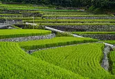 Campo de arroz Dandan en Fukano