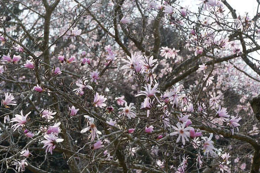 国指定天然記念物「田光のシデコブシ及び湿地植物群落」
