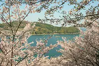 Onigajo cherry blossom path (flowering information also included)