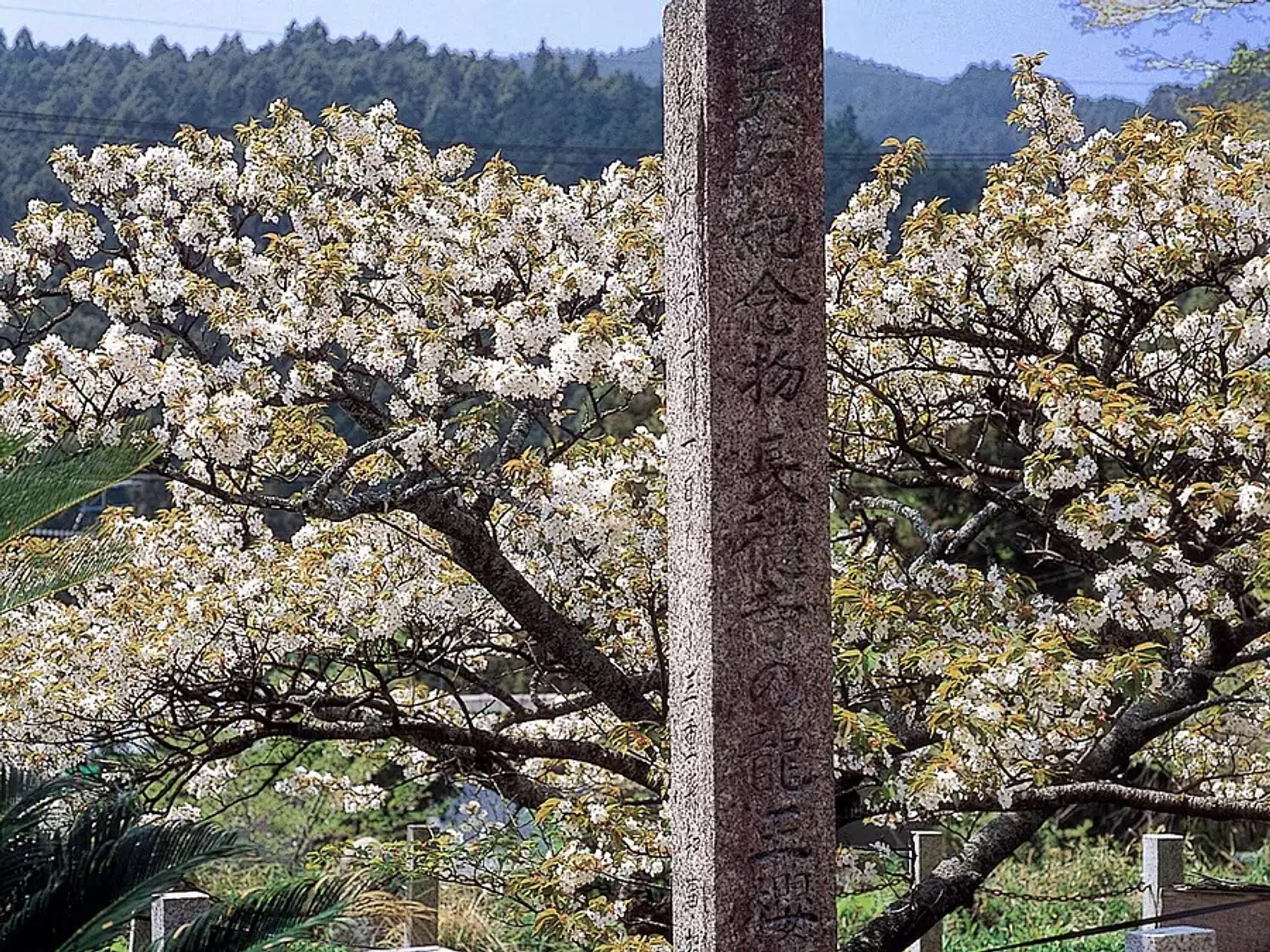 長徳寺の龍王桜
