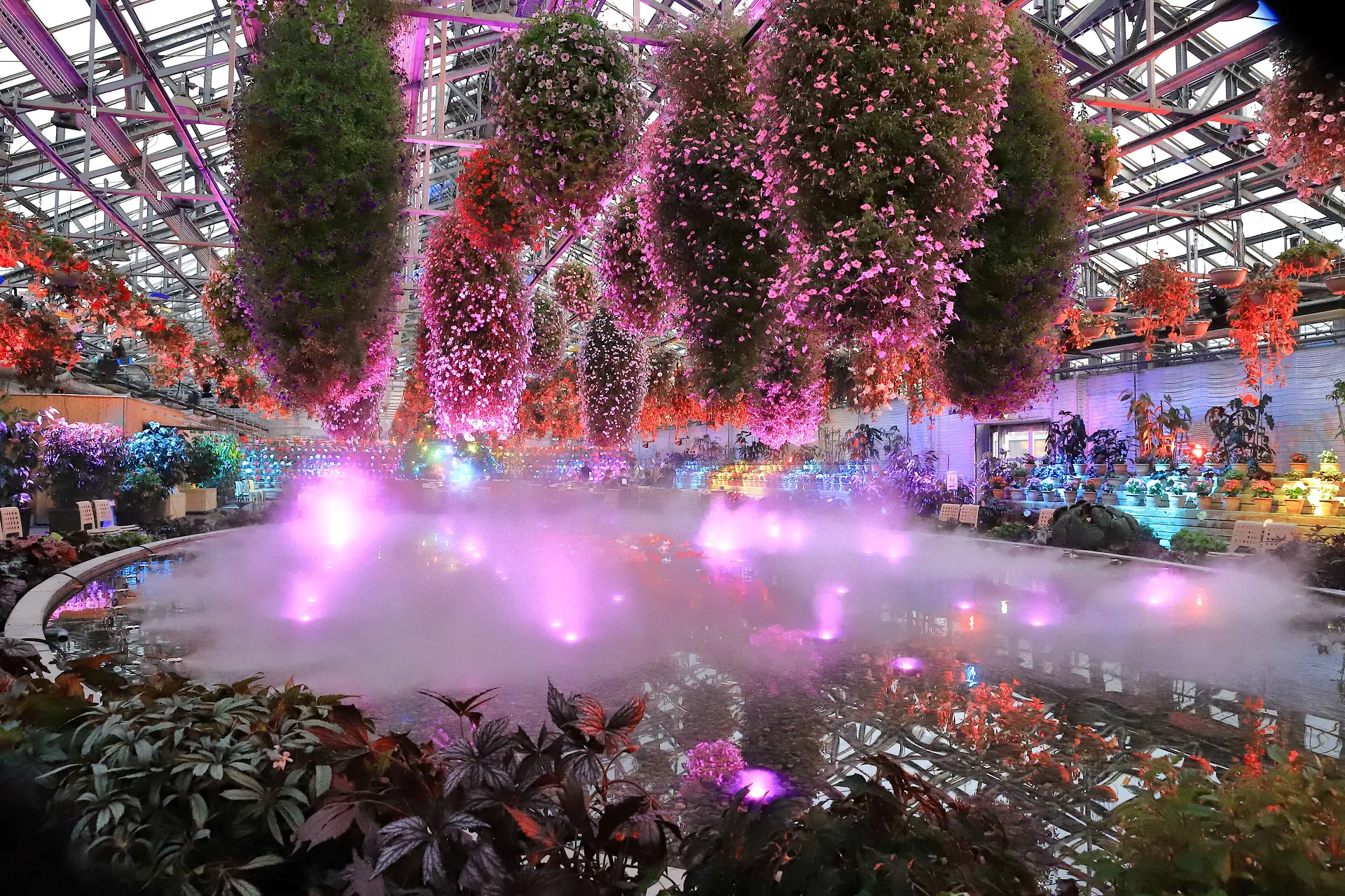 ベゴニアナイトカーニバル