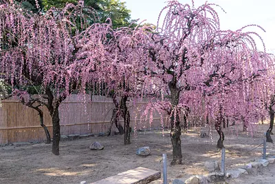 結城神社の枝垂れ梅（12）