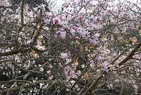 国指定天然記念物「田光のシデコブシ及び湿地植物群落」