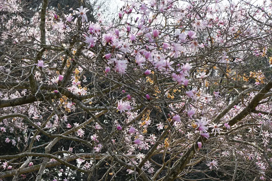 国指定天然記念物「田光のシデコブシ及び湿地植物群落」