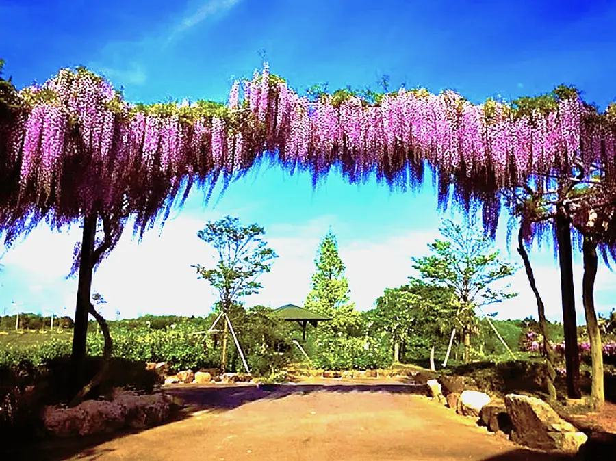 "Welcome arch with nine-shaku wisteria"