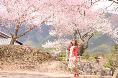 ソメイヨシノよりひと足早く！満開に出会う三重県中南勢・春の1日ドライブコース