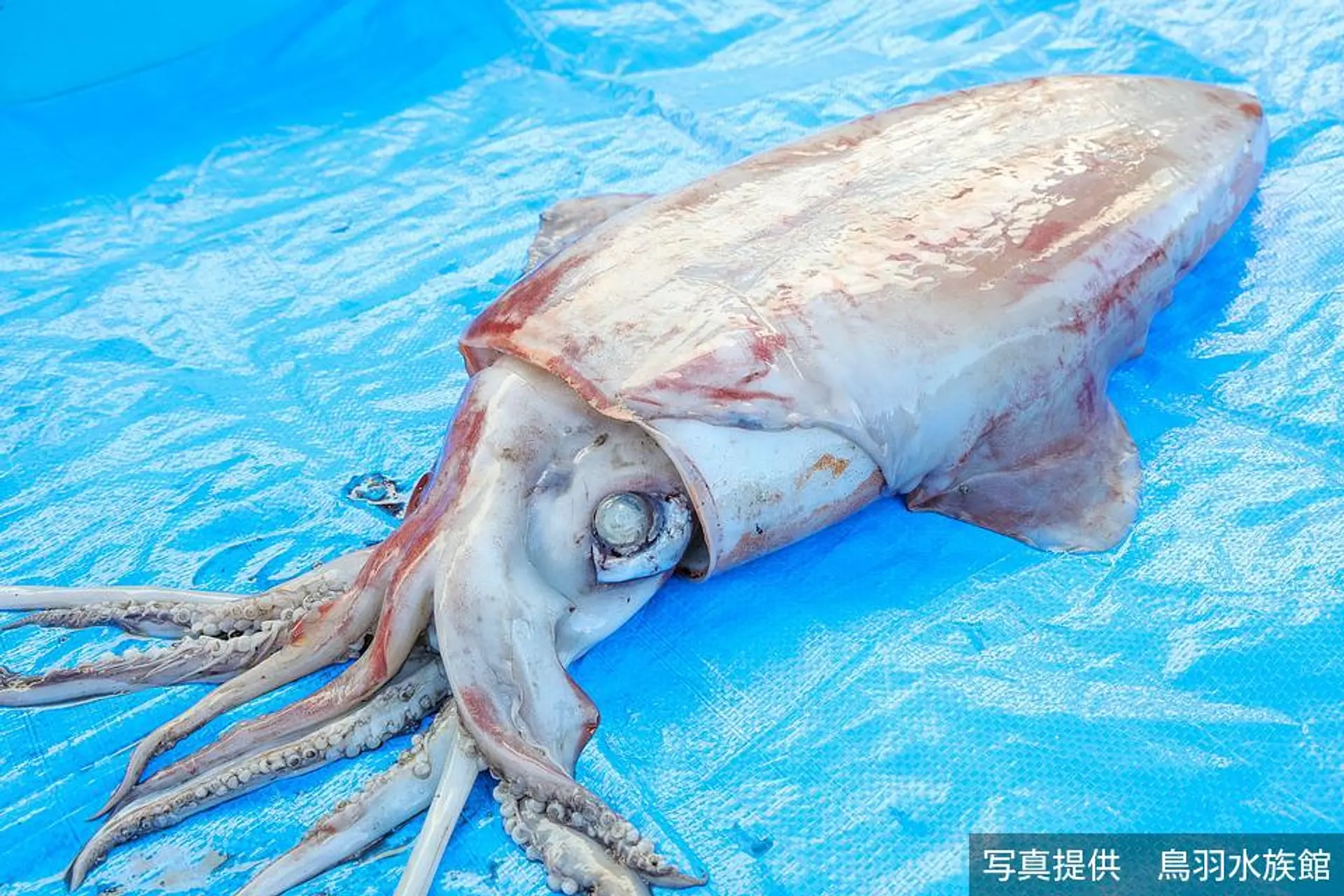 この春必見！】鳥羽水族館で新企画「イカvsタコ頂上決戦」が開催中