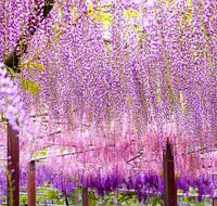 "Wisteria trellis with a fan that spreads out at the end of Jalan's wisteria like an aurora of Nagasaki one-year-old, Honkoku, Kuushaku, and Black Dragon" by Fugamal-chan