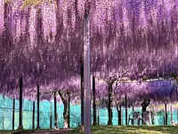 “A wide-opening wisteria trellis with countless flowers hanging down.”