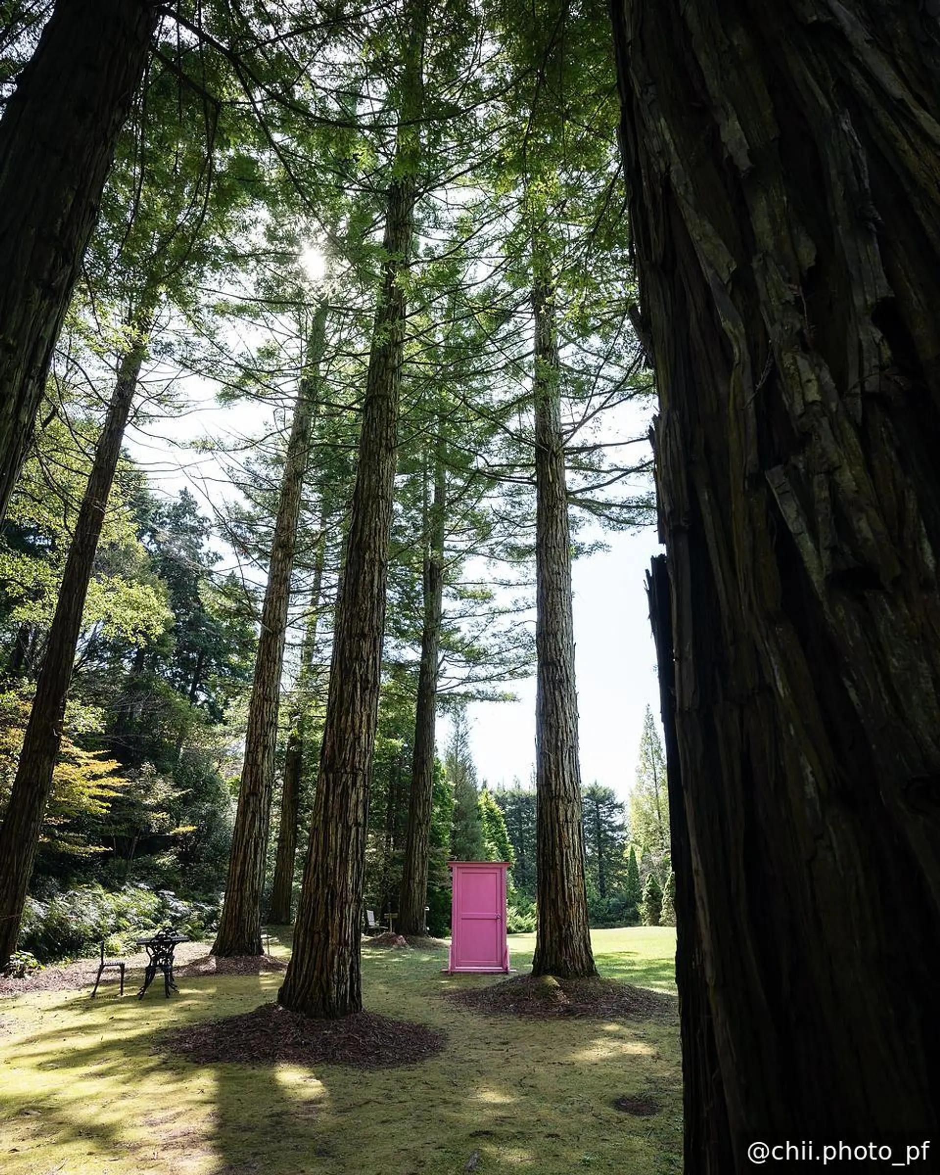 レッドウッドの森