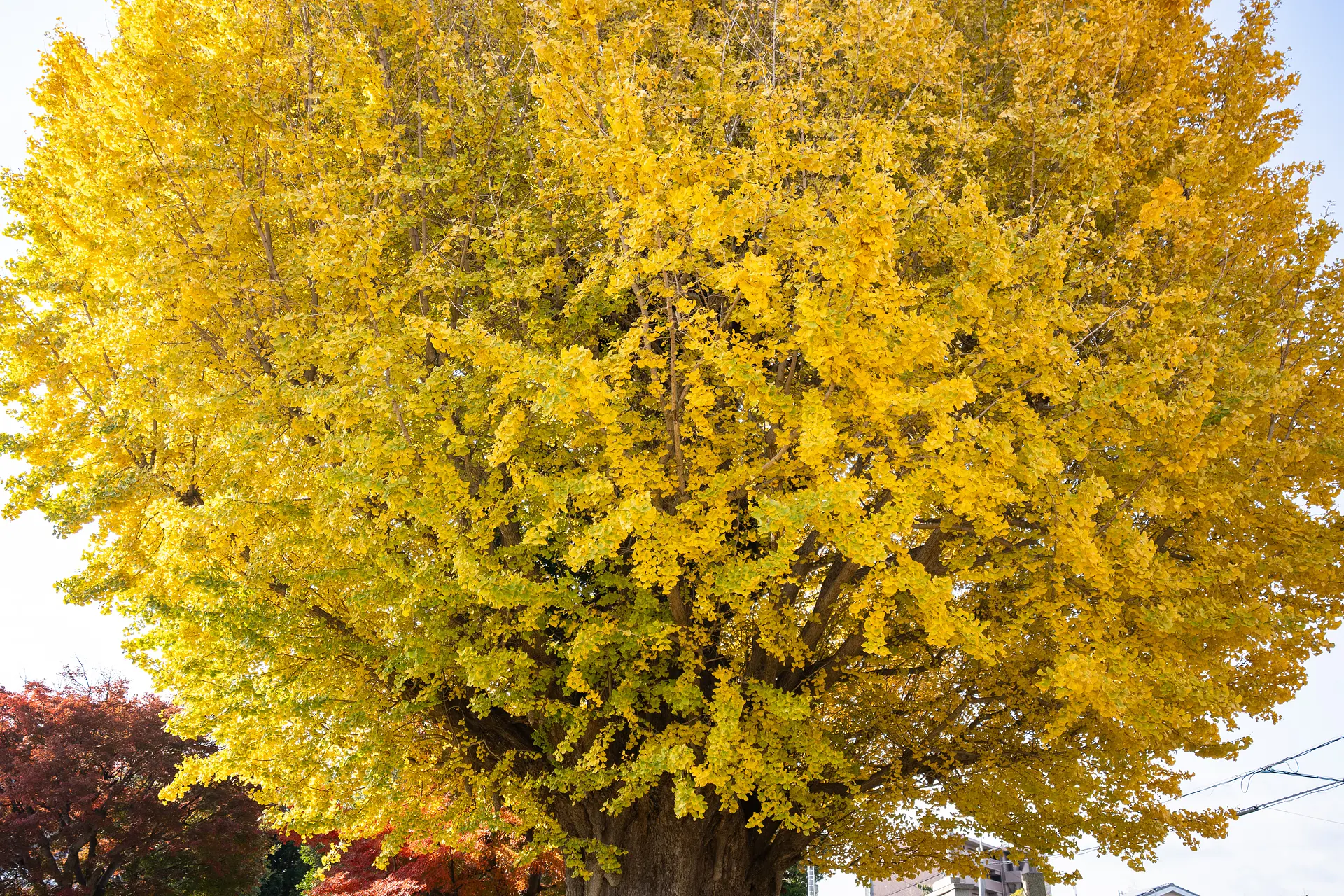 宗英寺のイチョウ