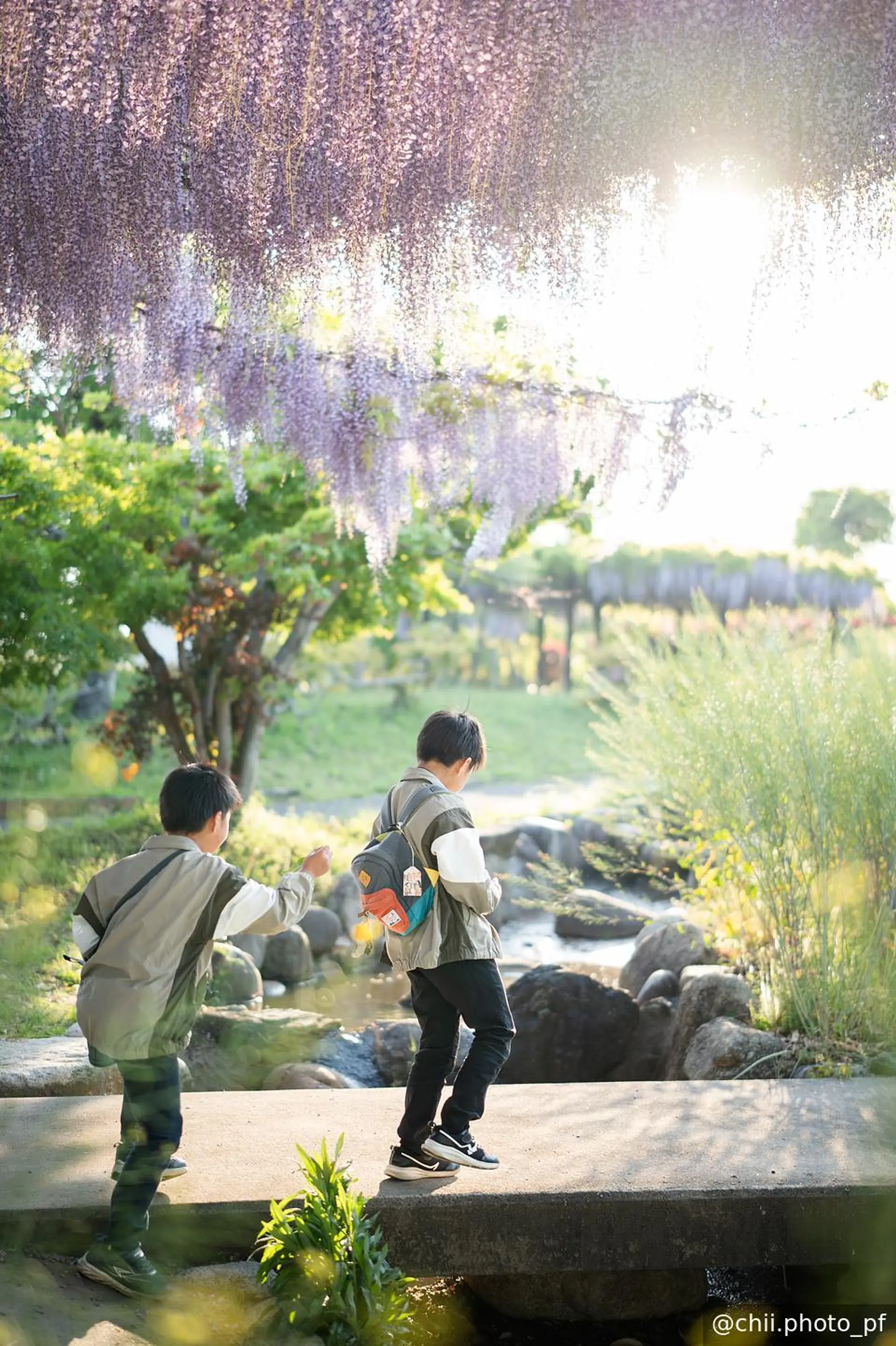 西陽に照らされる藤