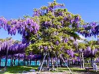 ``La tour Yae Kuroryu, avec ses spectaculaires fleurs rouge-violet profond''