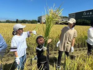 日本酒「神都の祈り」抜穂祭 〜酒米稲刈り体験〜