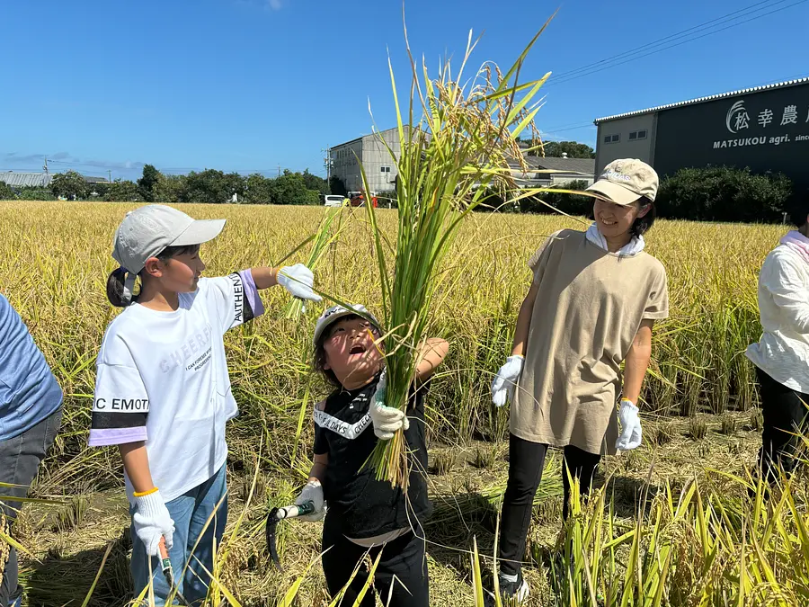 日本酒「神都の祈り」抜穂祭 〜酒米稲刈り体験〜