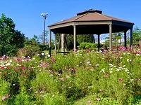 秋桜に彩られる東屋