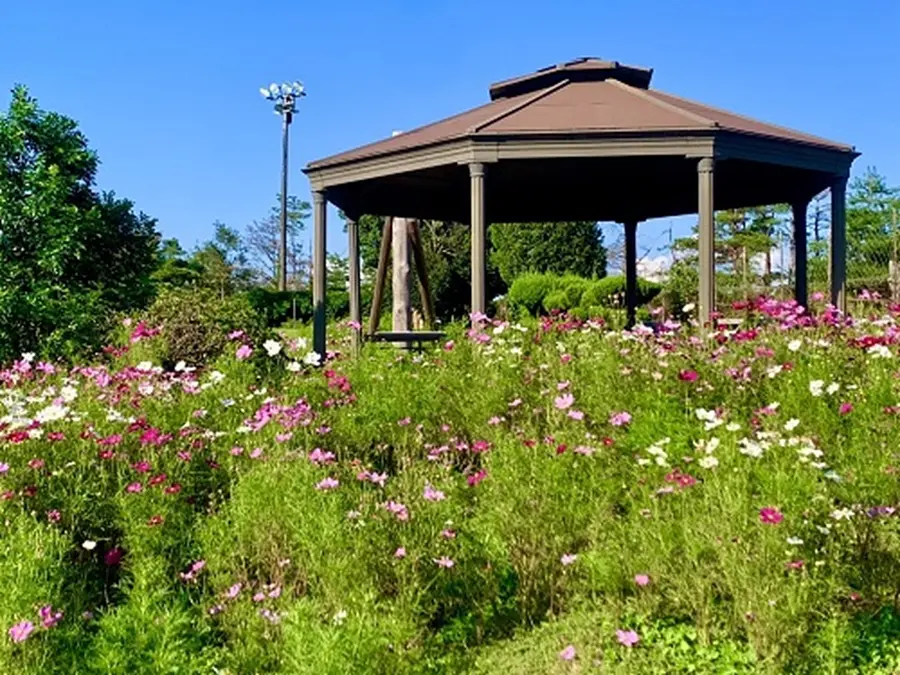 秋桜に彩られる東屋