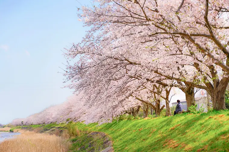 ต้นซากุระริมแม่น้ำ Anogawa ใน Kitakamiyama เกโนโช（geinocho）