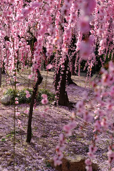 結城神社の枝垂れ梅（5）